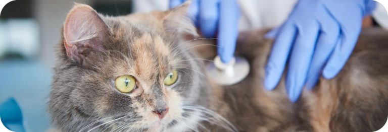 Veterinary Studies in Sydney for Ages 13-15