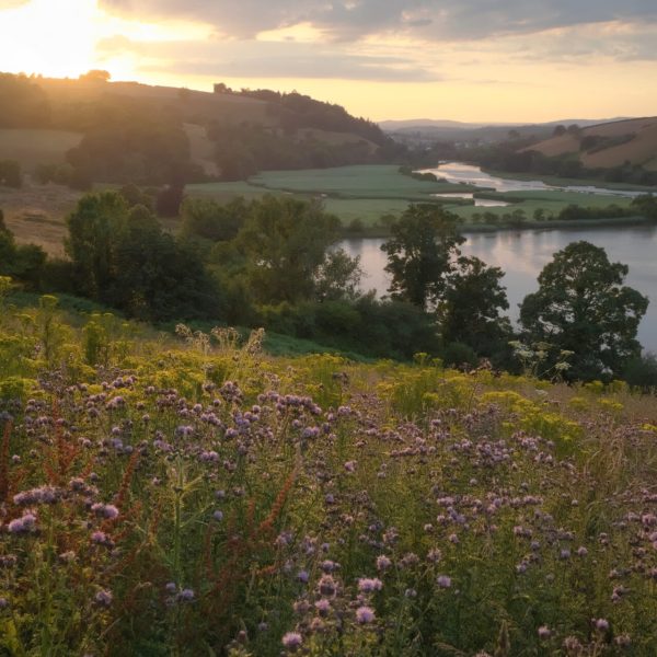 Summer of Nature Recovery UK – 8 weeks or 2 weeks
